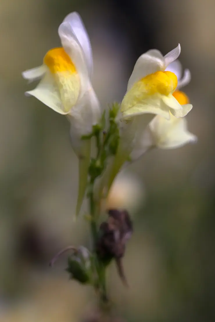 Gemeines Leinkraut (Linaria vulgaris)