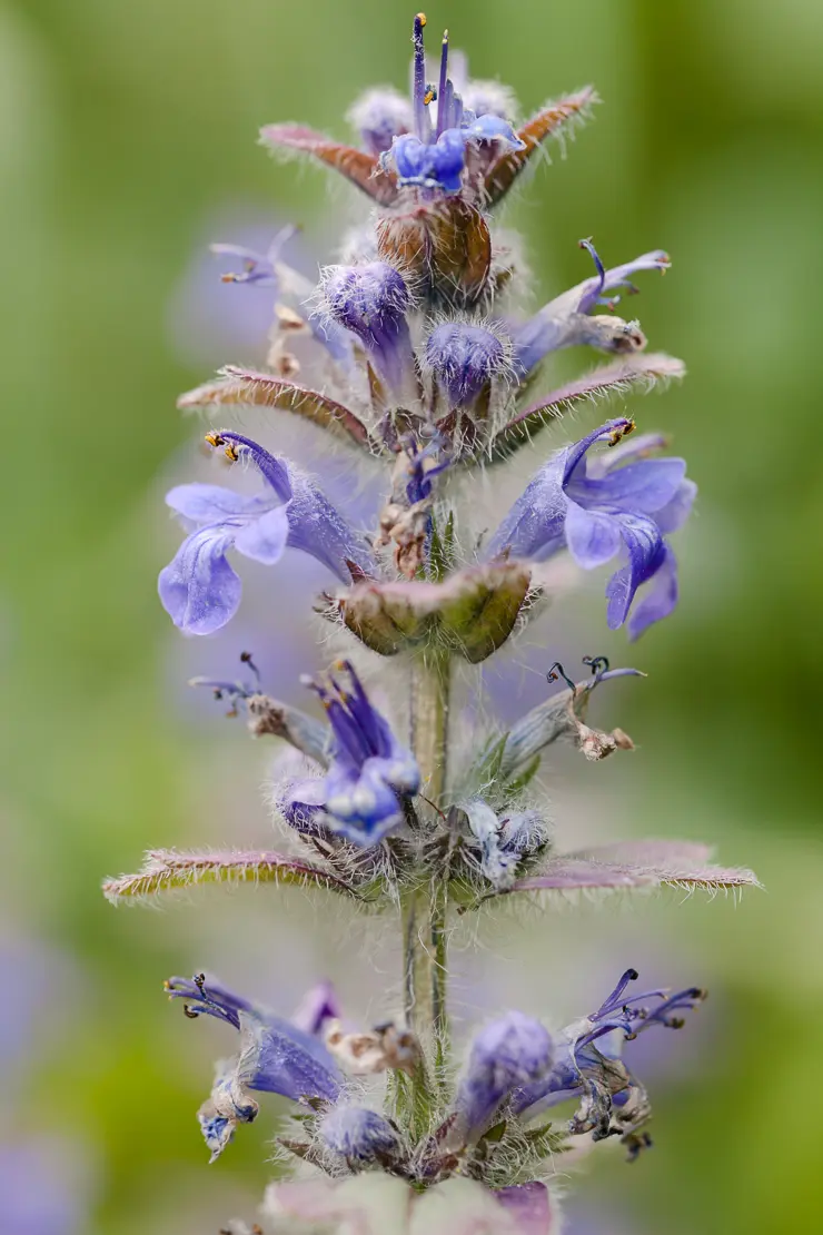 Genfer Günsel (Ajuga genevensis)