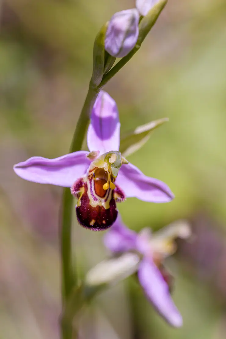 Gewöhnliche Bienen-Ragwurz (Ophrys apifera)