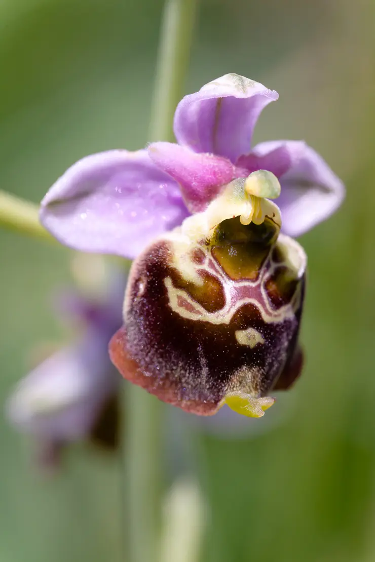 Gewöhnliche Hummel-Ragwurz (Ophrys holosericea)