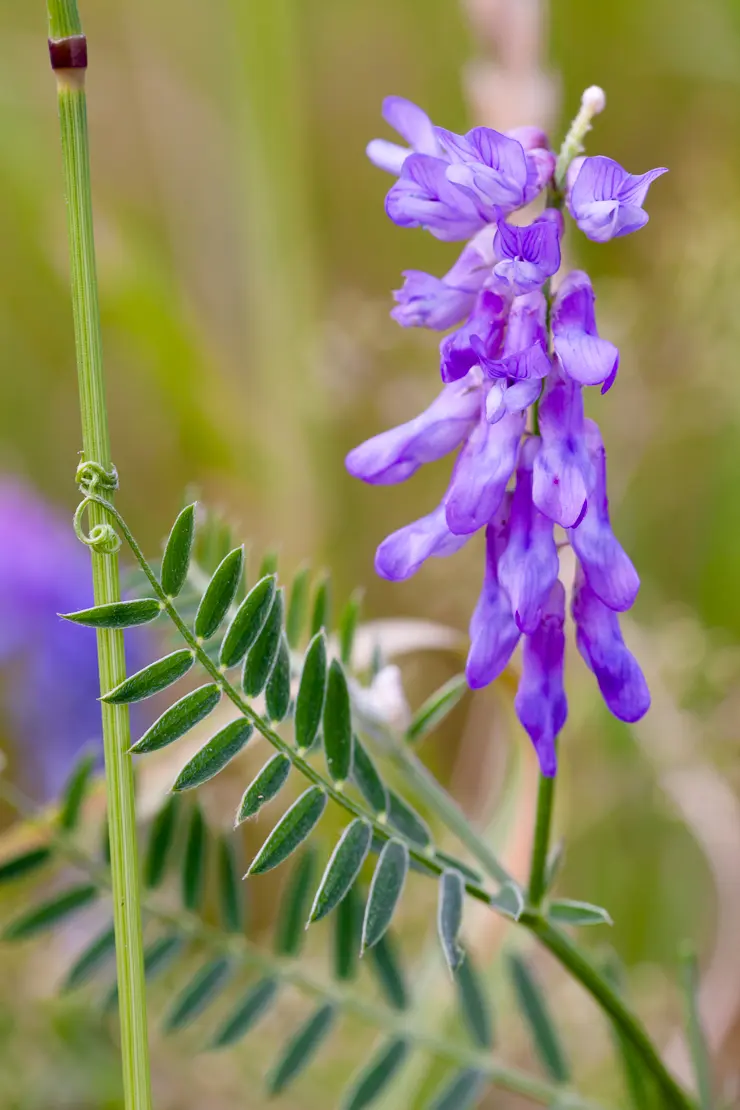 Gewöhnliche Vogelwicke (Vicia cracca)