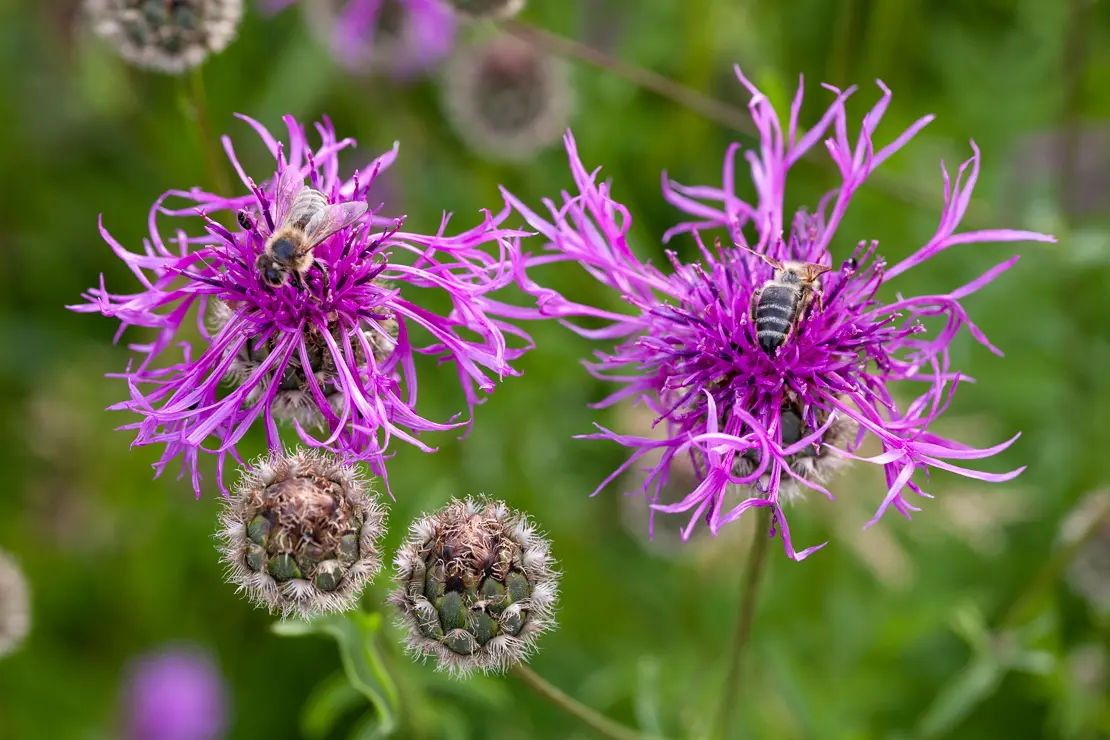 Gewöhnliche Wiesen-Flockenblume (Centaurea jacea)