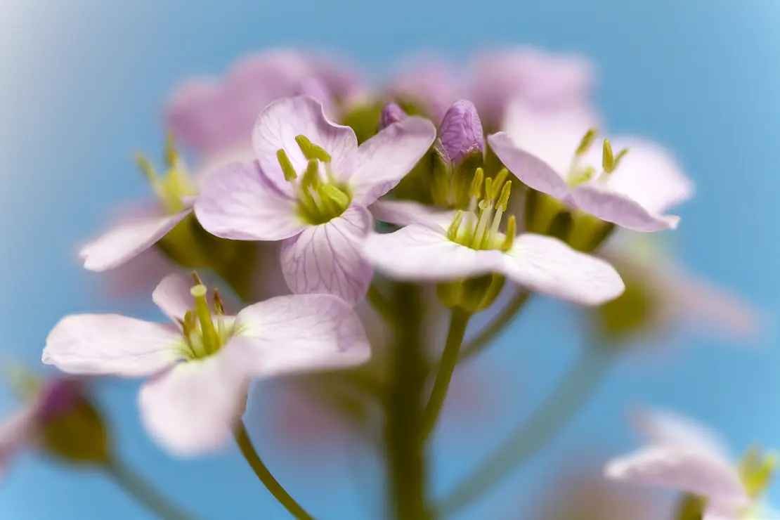 Gewöhnliches Wiesen-Schaumkraut (Cardamine pratensis)