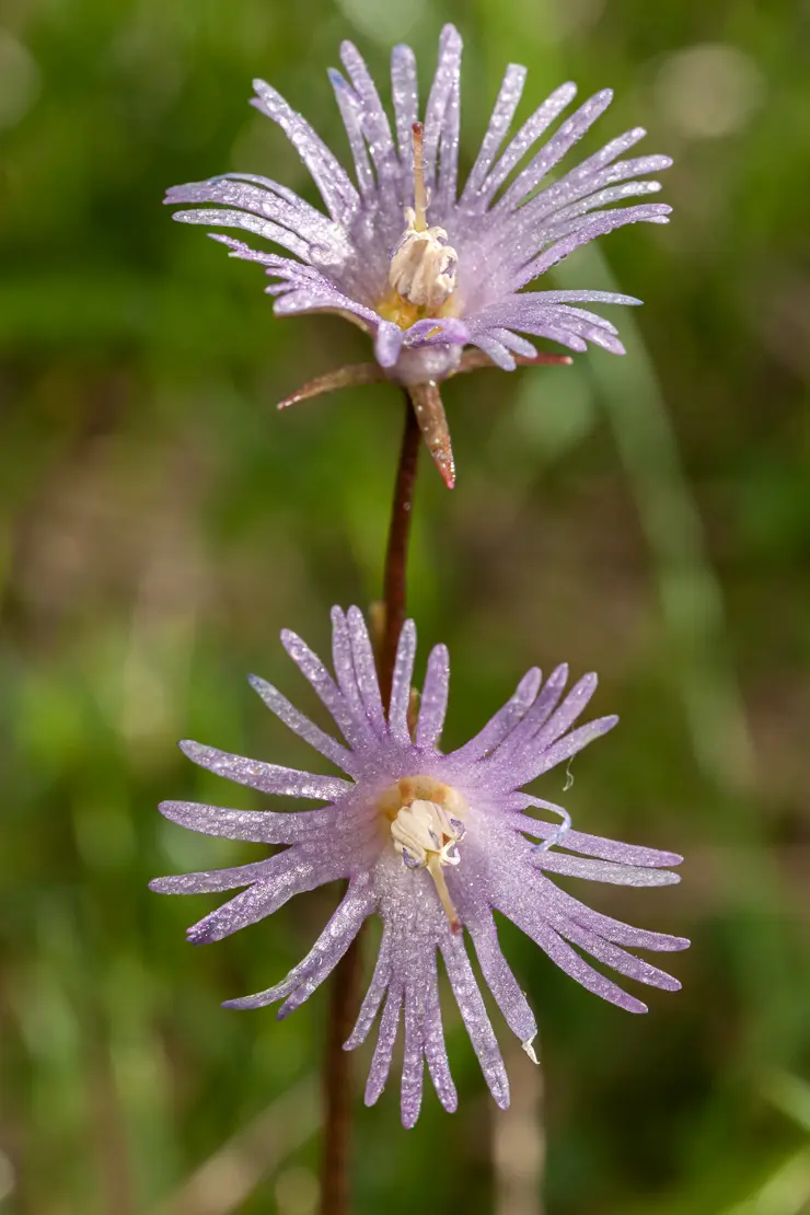 Grosses Alpenglöckchen (Soldanella alpina)