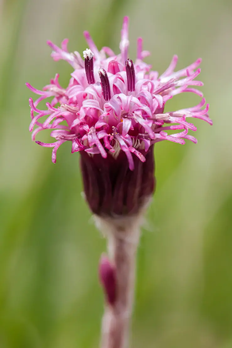 Grüner Alpenlattich (Homogyne alpina)