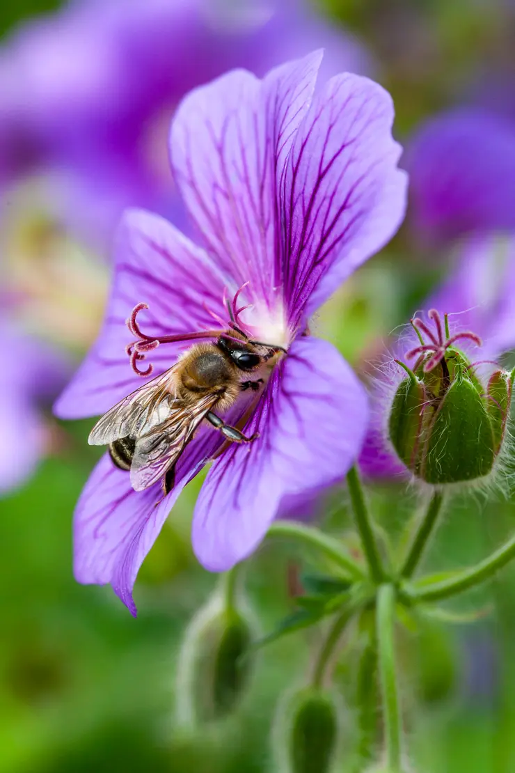 Herzblättriger Storchschnabel (Geranium ibericum)