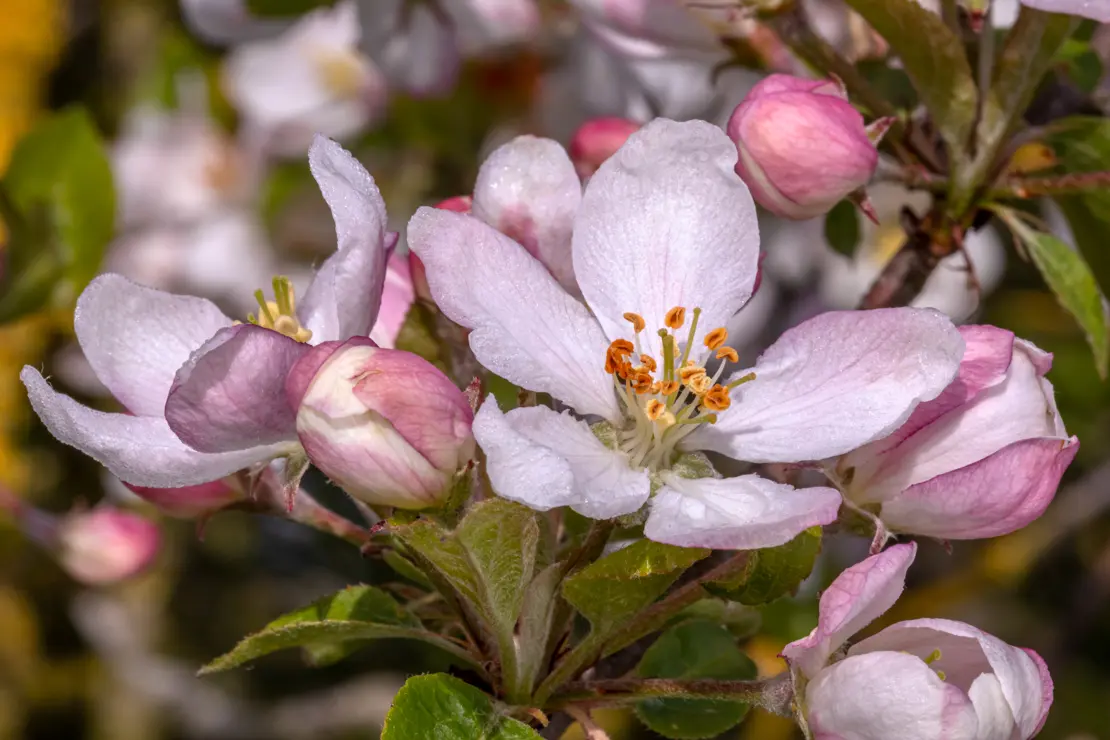 Holz-Apfel (Malus sylvestris)