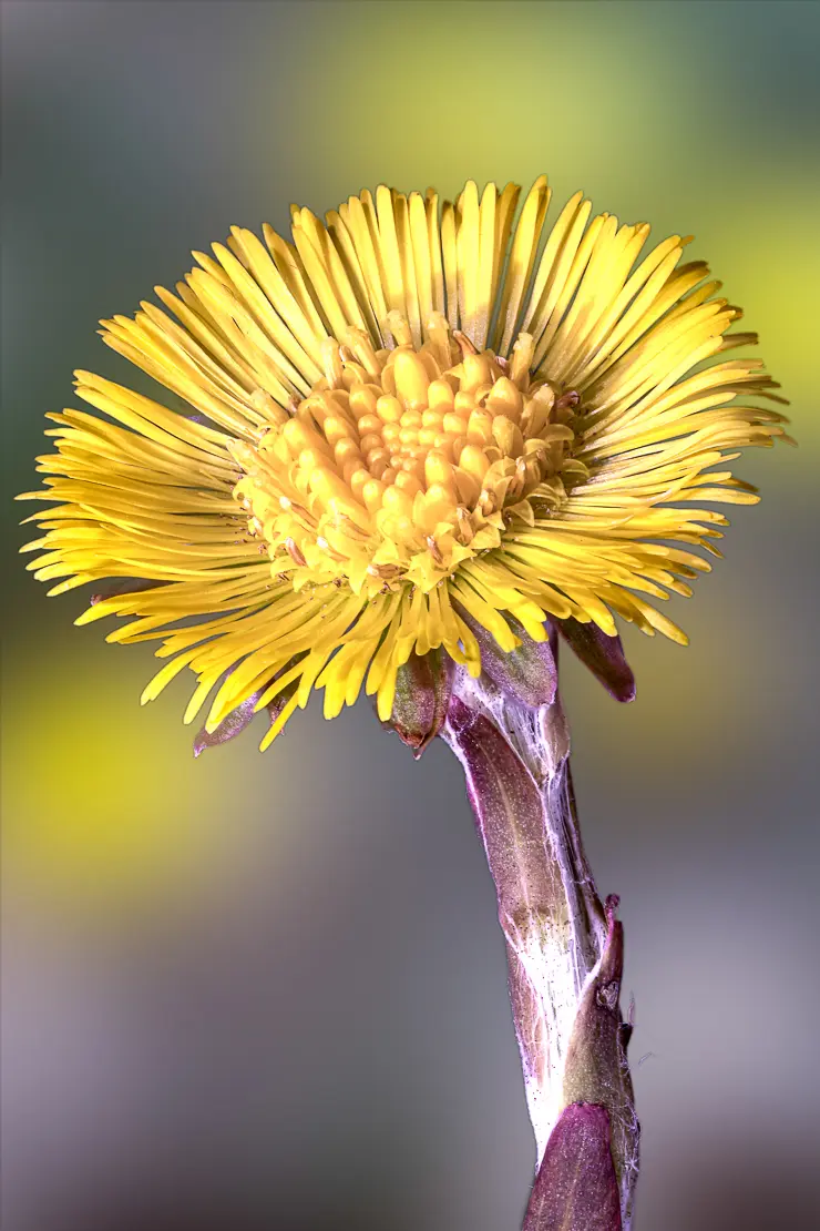 Huflattich (Tussilago farfara)