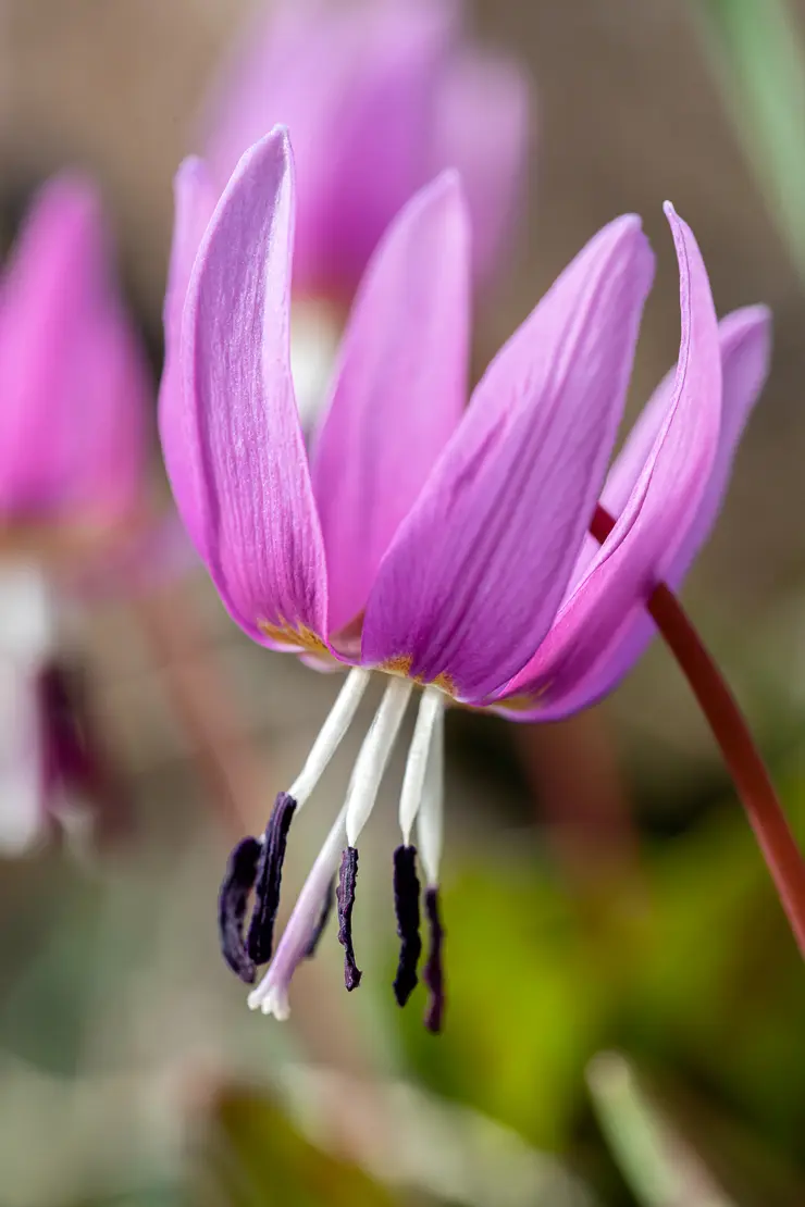 Hundszahnlilie (Erythronium dens-canis)