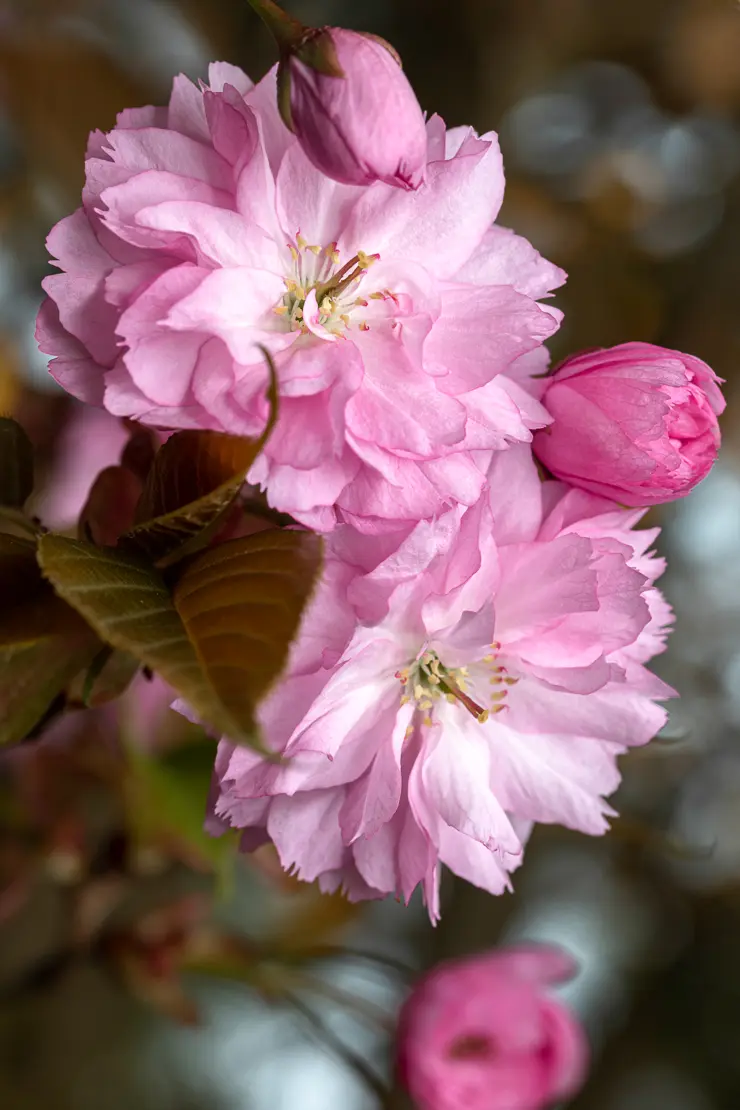 Japanische Blütenkirsche (Prunus serrulata)