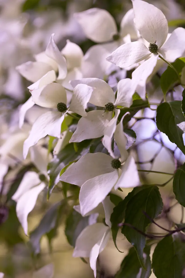 Japanischer Blumenhartriegel (Cornus kousa)