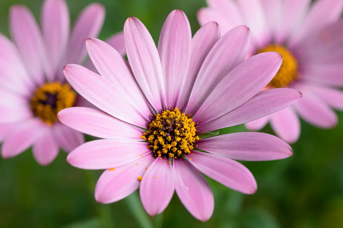 Kapkörbchen (Osteospermum)