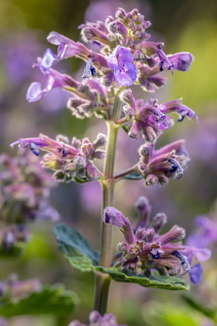 Katzenminze (Nepeta x faassenii)