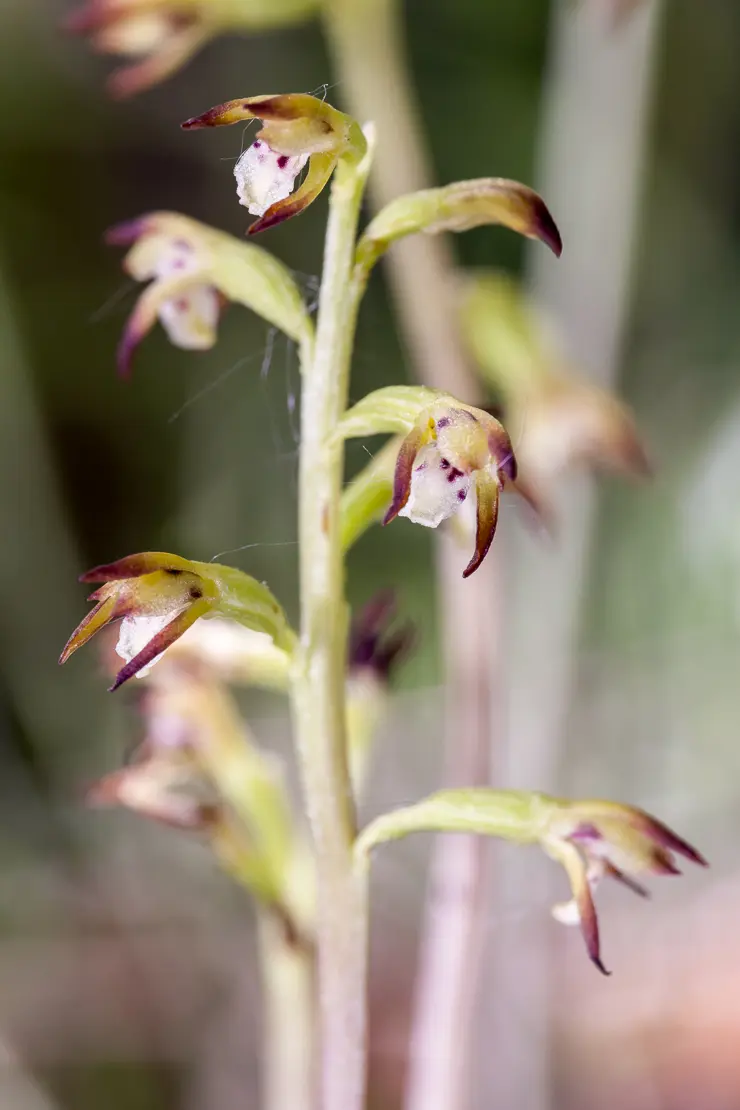 Korallenwurz (Corallorhiza trifida)