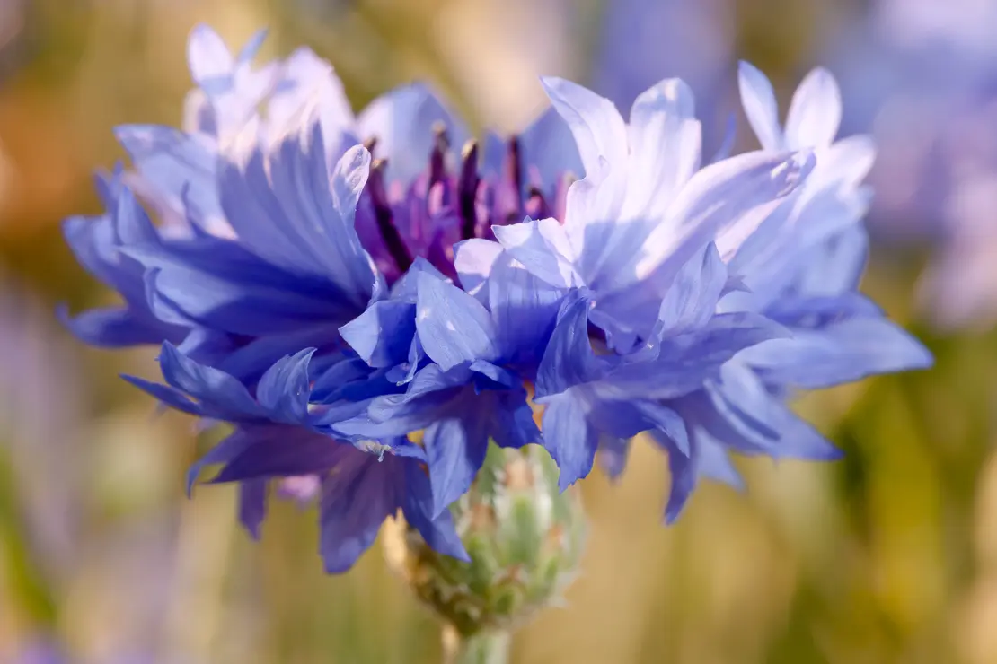 Kornblume (Centaurea cyanus)