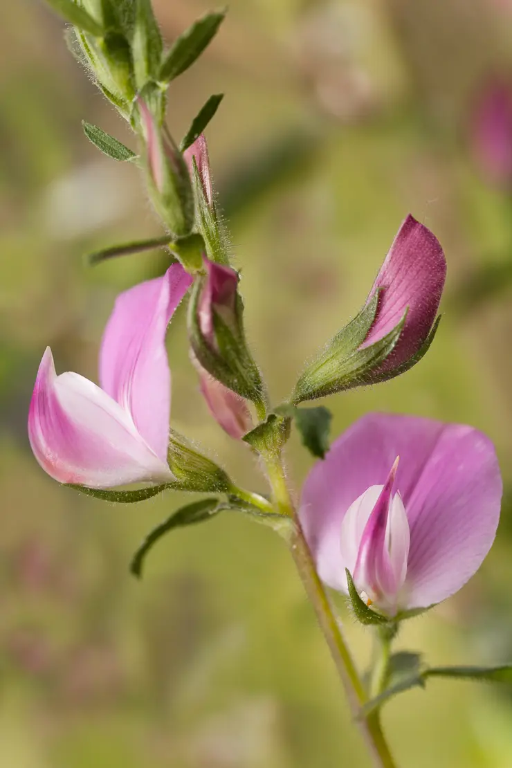 Kriechende Hauhechel (Ononis repens)