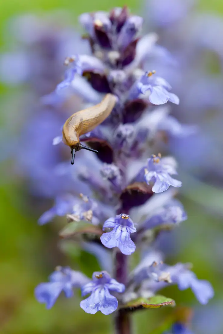 Kriechender Günsel mit Nacktschnecke (Ajuga reptans)