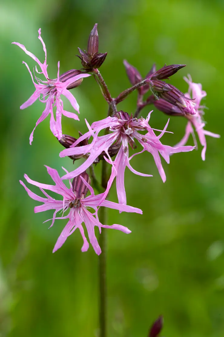 Kuckucks-Lichtnelke (Silene flos-cuculi)