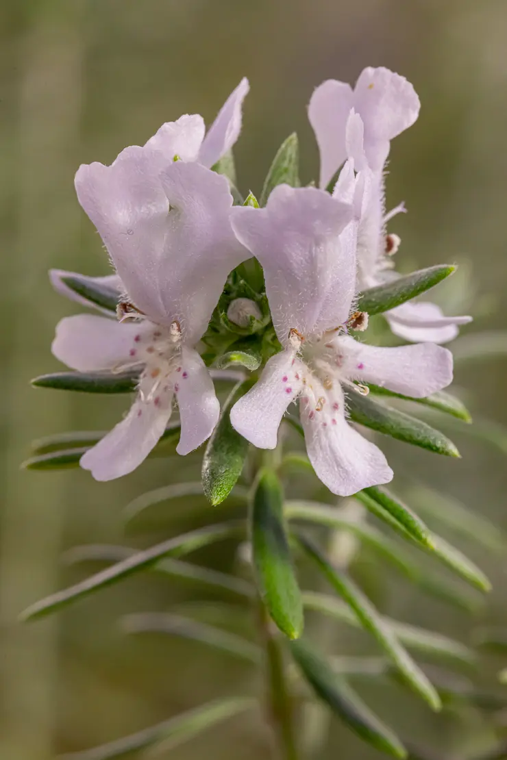 Küstenrosmarin (Westringia fruticosa)