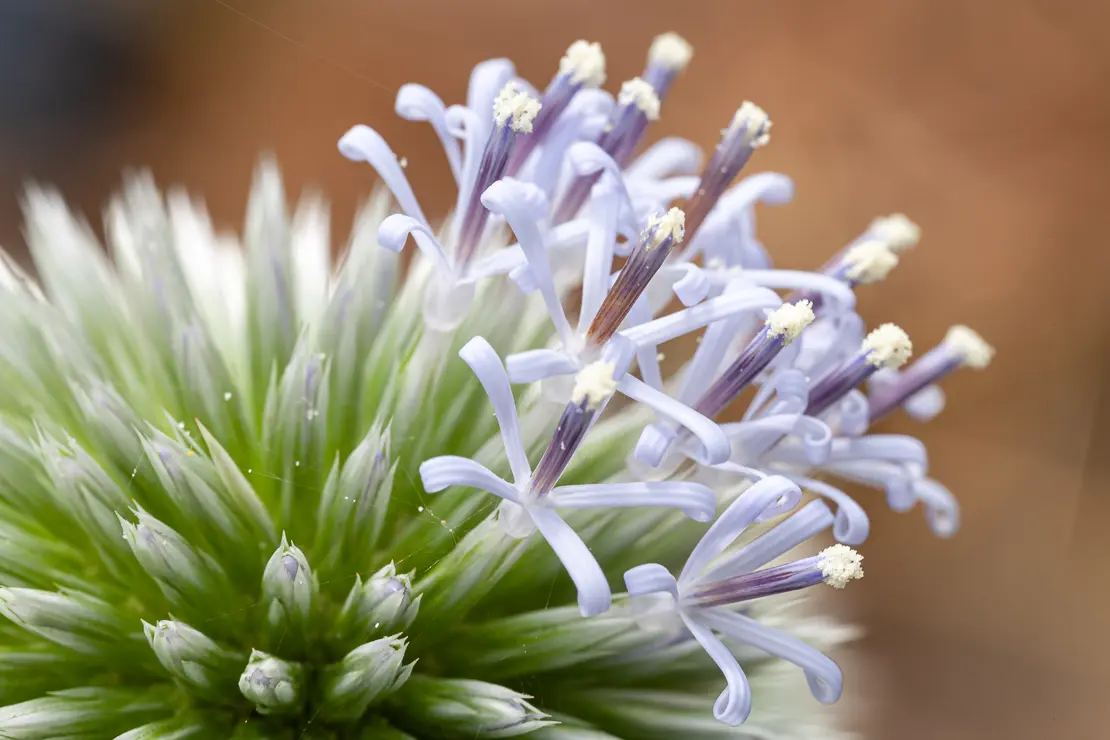 Kugeldistel (Echinops_spinosissimus)