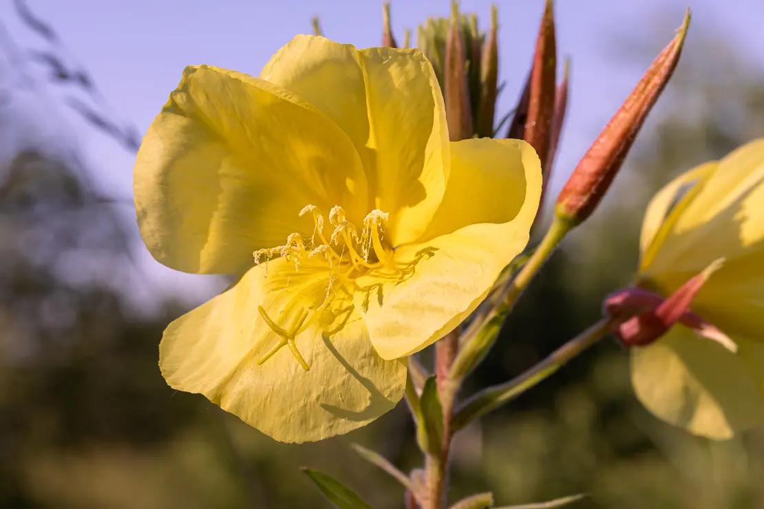 Lamarcks Zweijährige Nachtkerze (Oenothera glazioviana)