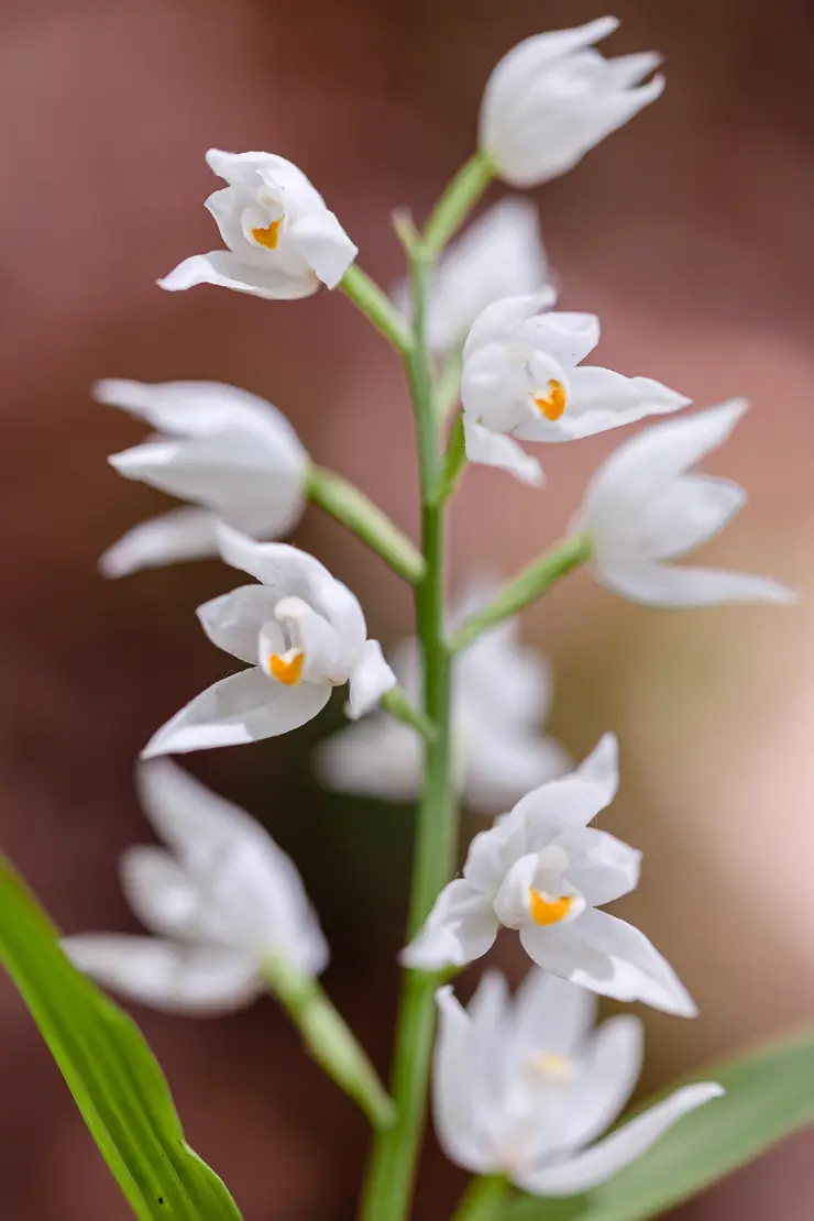 Langblättriges Waldvöglein (Cephalanthera longifolia)