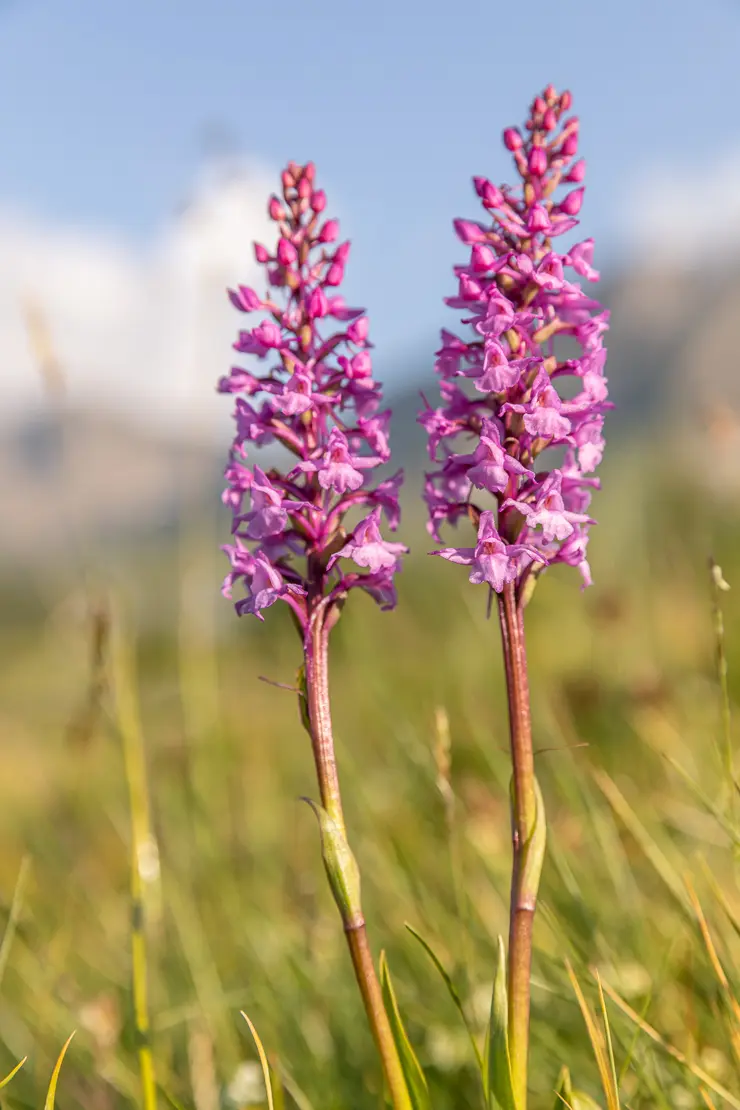 Langspornige Handwurz (Gymnadenia conopsea)