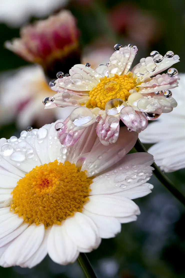 Wiesen-Margeriten mit Tautropfen (Leucanthemum vugare agg.)