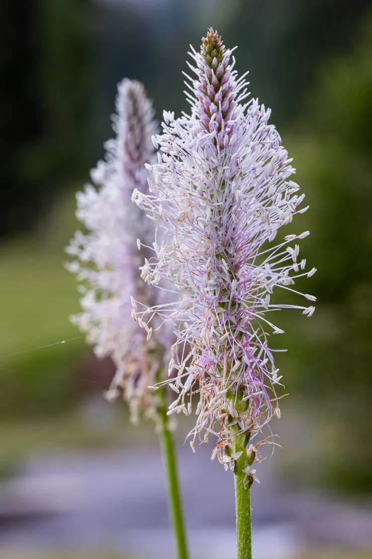 Mittlerer Wegerich (Plantago media)