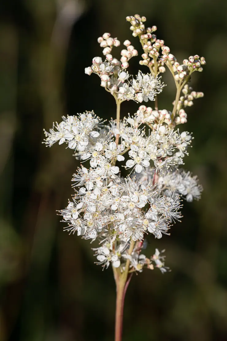 Moor-Geissbart (Filipendula ulmaria)