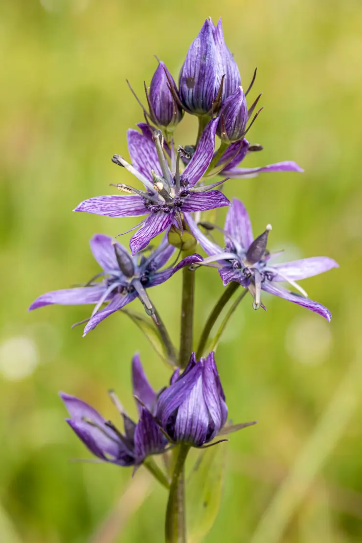 Moorenzian (Swertia perennis)