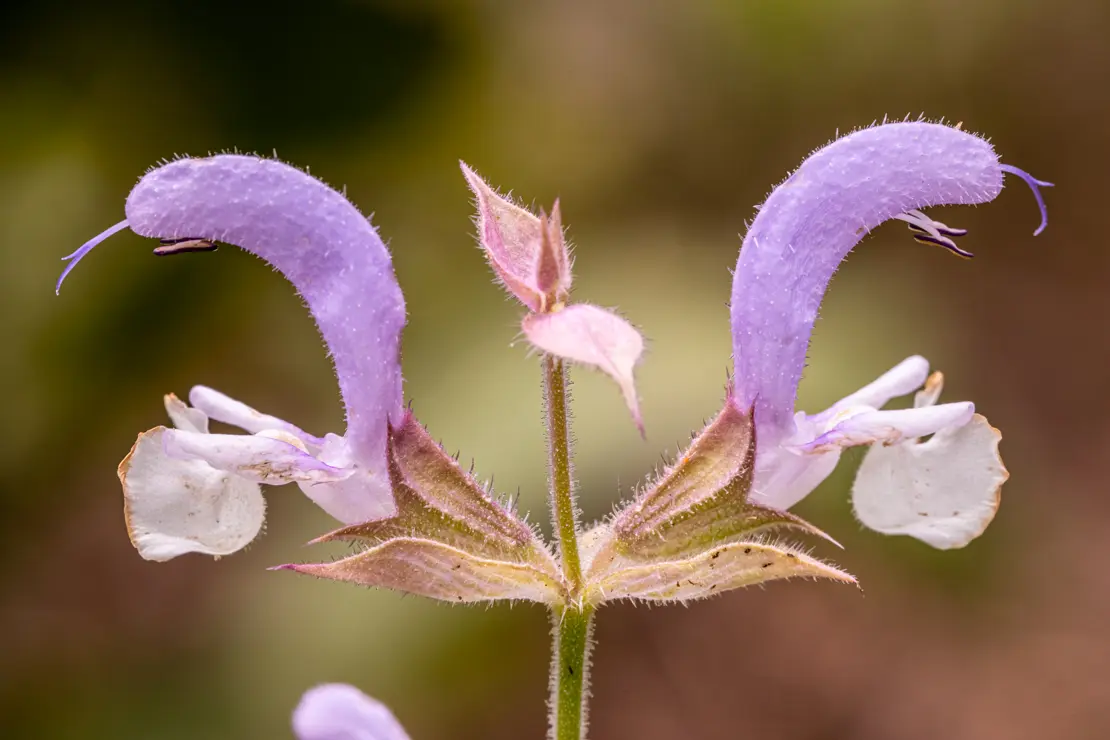 Muskateller-Salbei (Salvia sclarea)