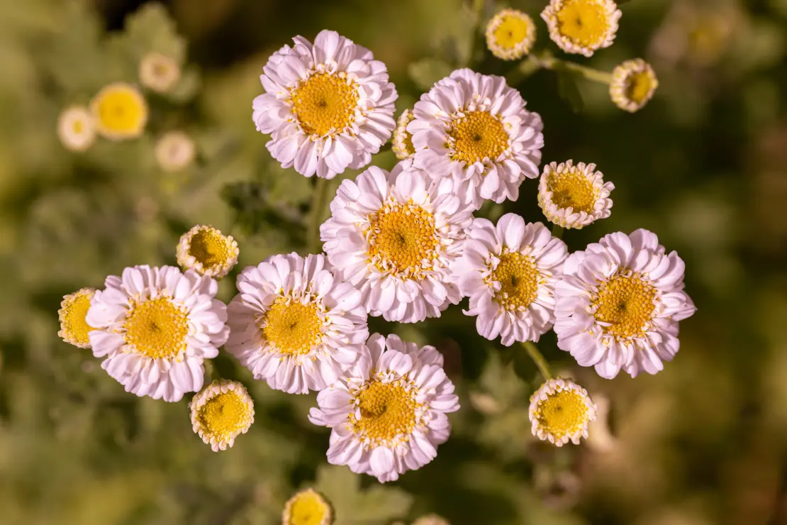 Mutterkraut (Tanacetum parthenium)