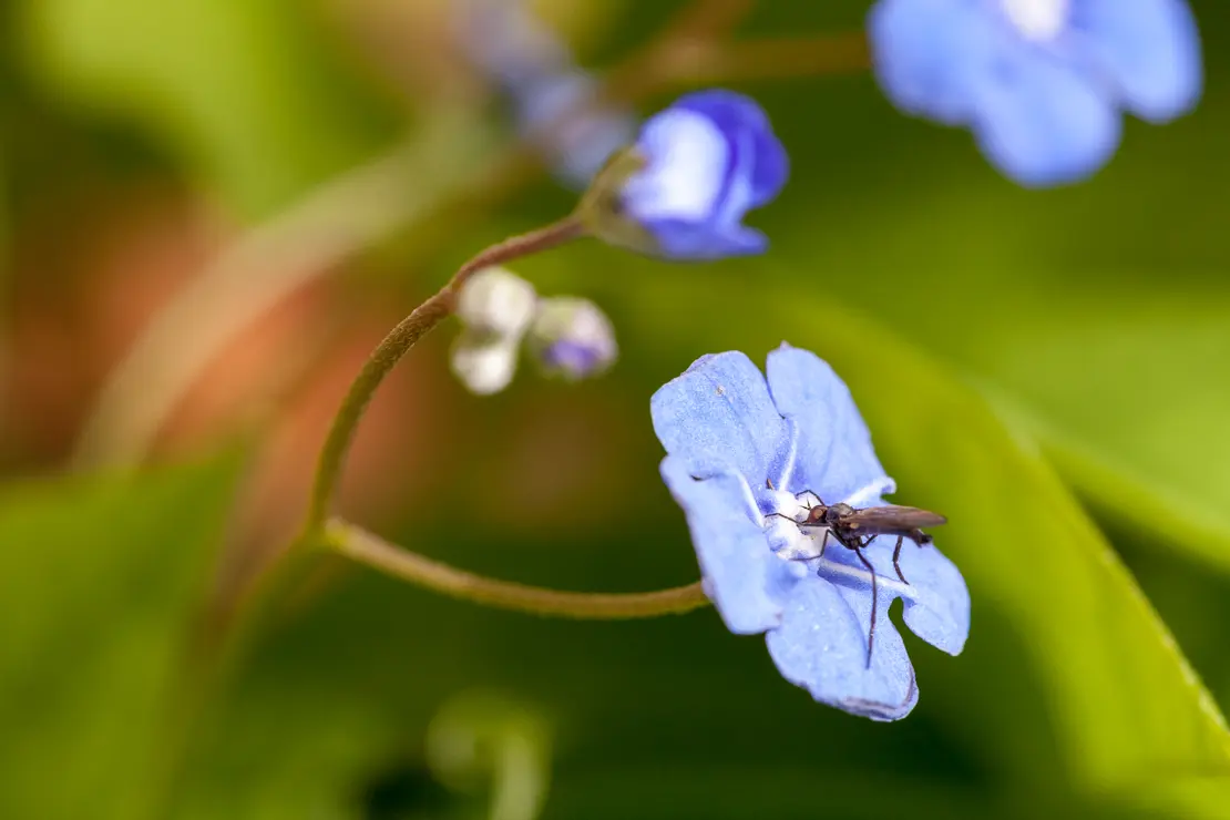 Nabelnuss mit Fliege (Omphalodes verna)