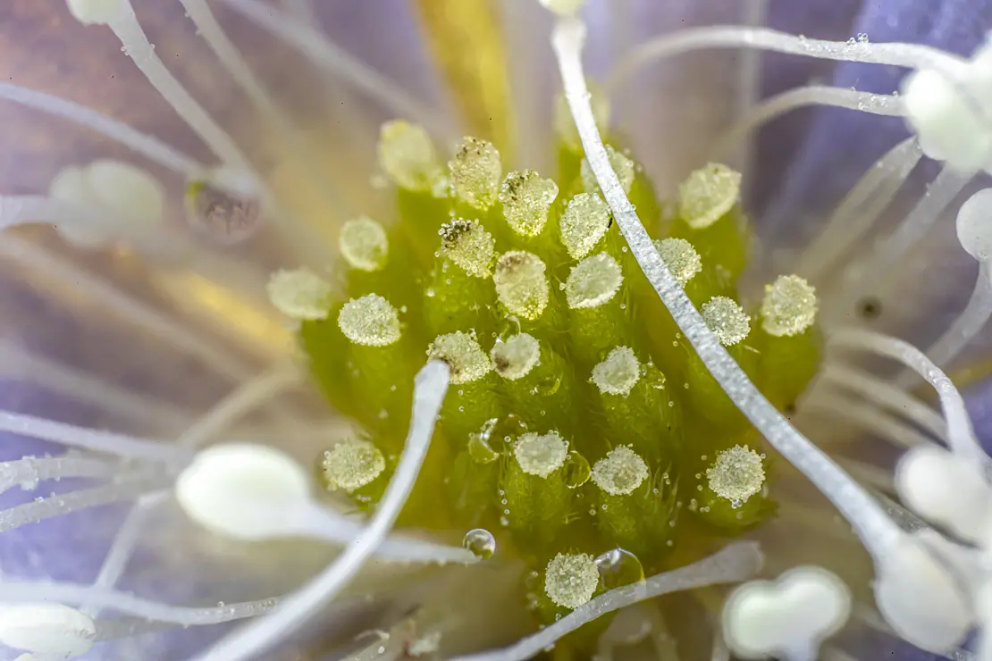 Narben des Leberblümchens (Hepatica nobilis)