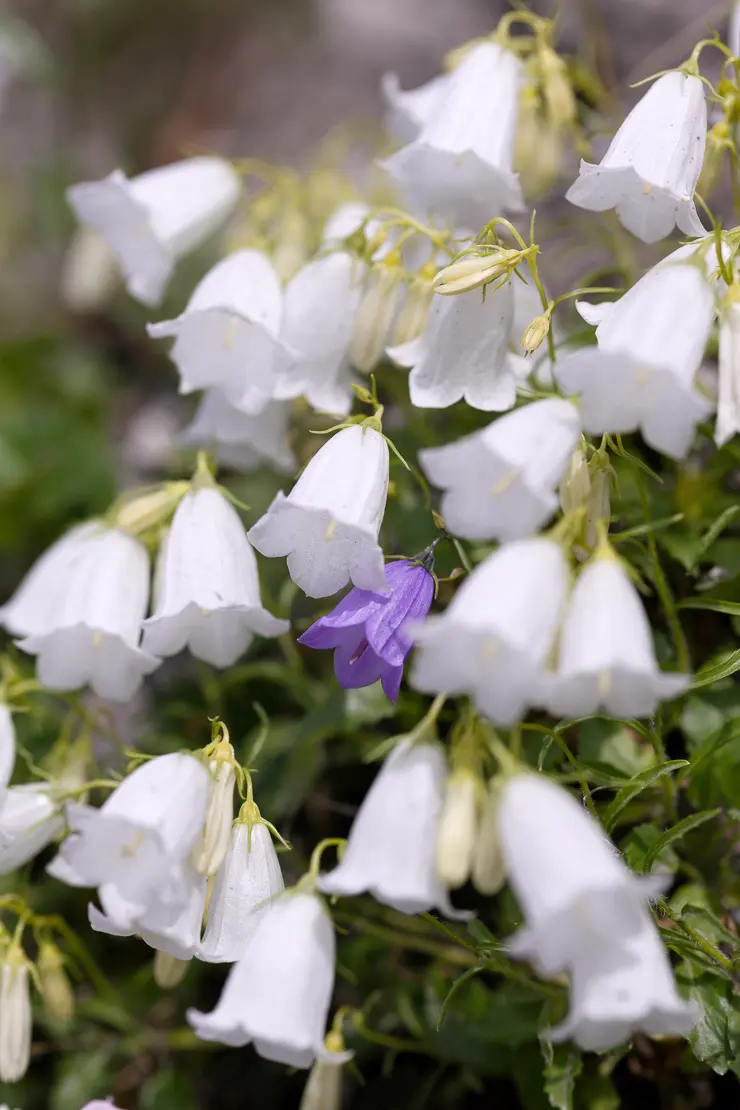 Niedliche Glockenblume (Campanula cochleariifolia)