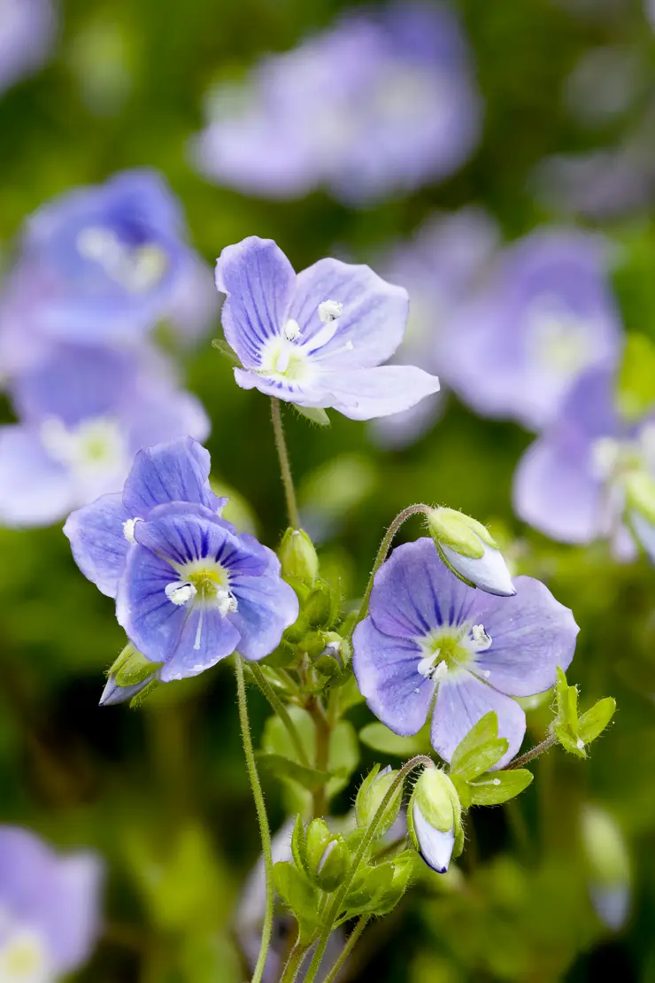 Persischer Ehrenpreis (Veronica persica)