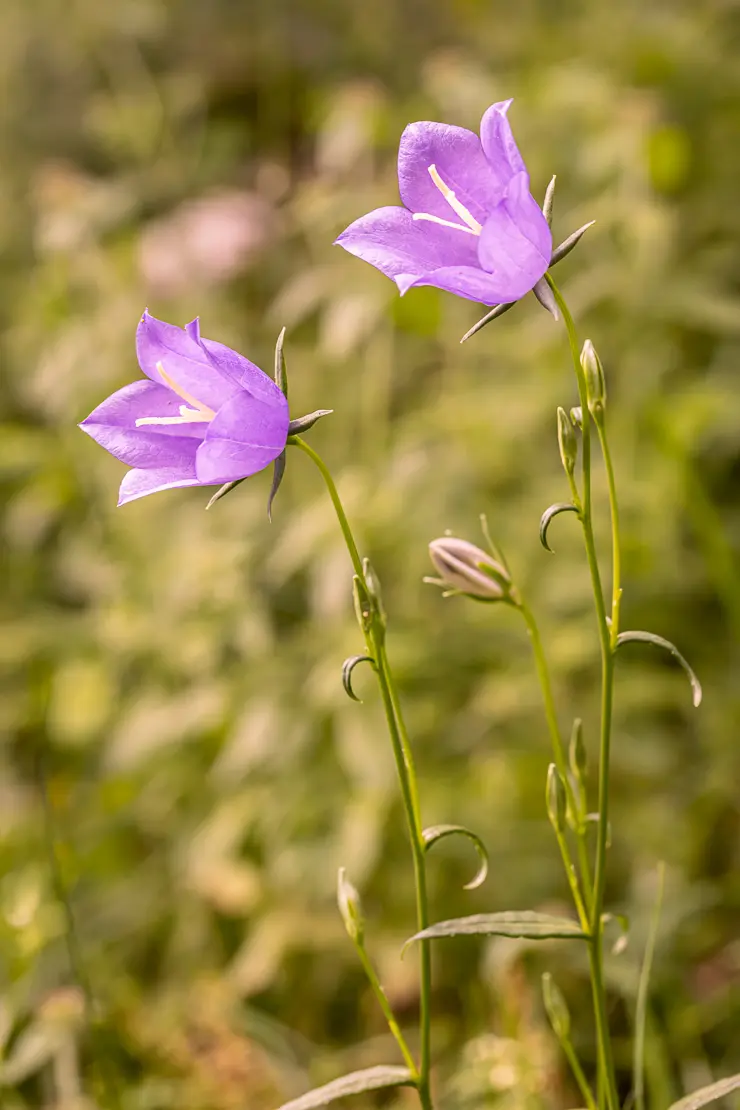 Pfirsichblättrige Glockenblume (Campanula persicifolia)