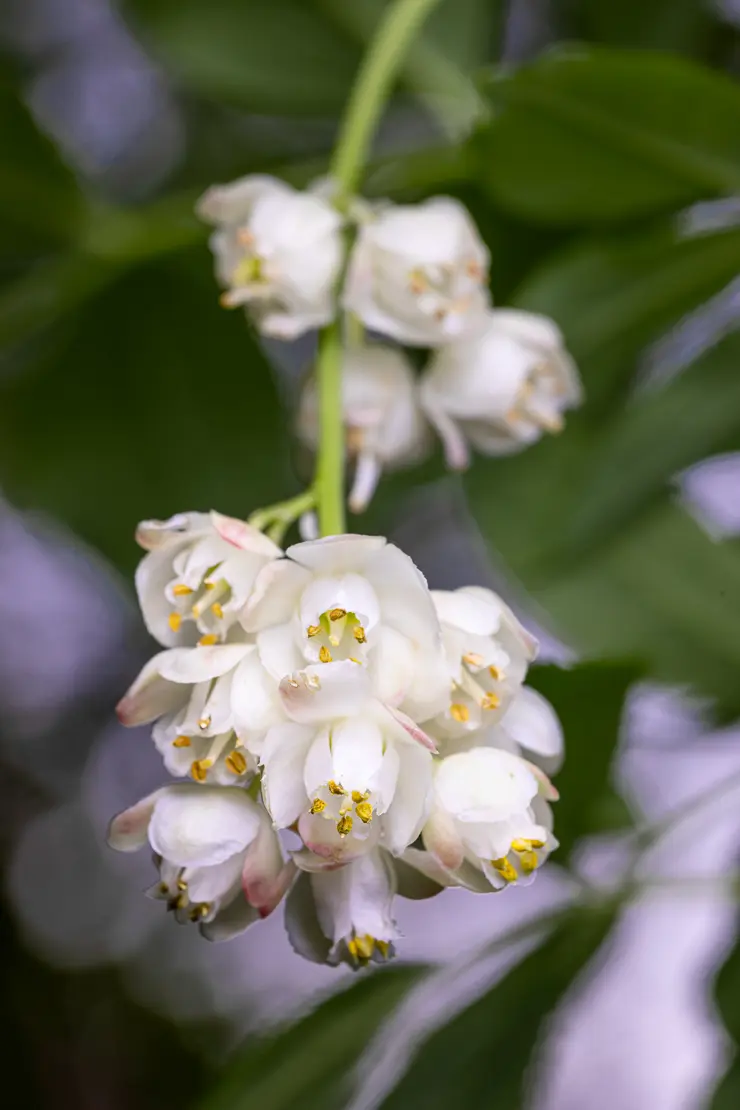 Pimpernuss (Staphylea pinnata)