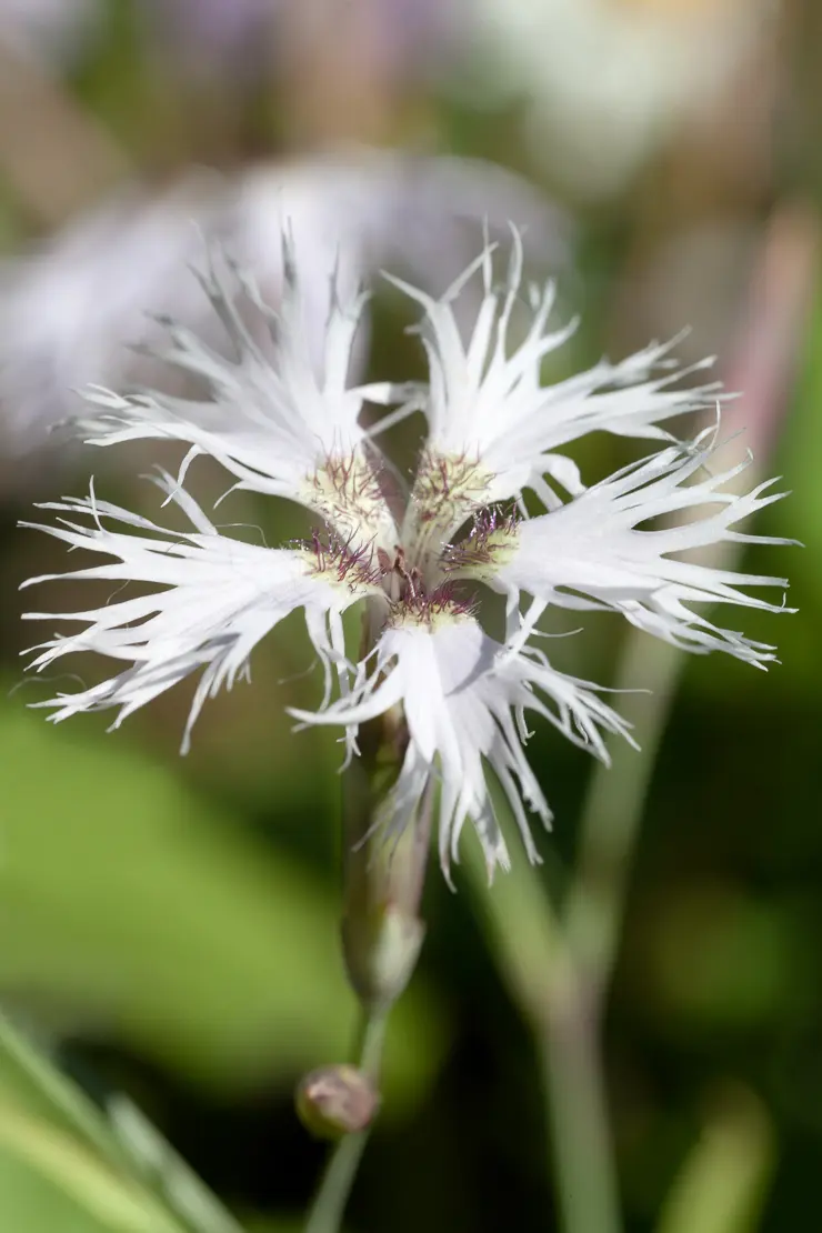 Pracht-Nelke (Dianthus superbus)