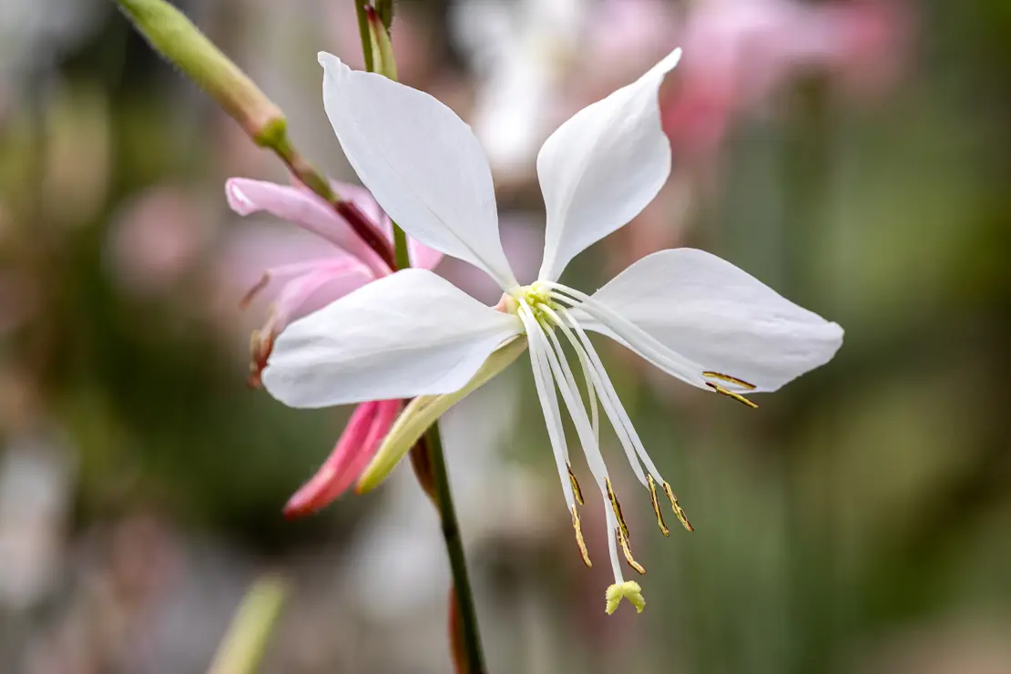 Prachtkerze (Oenothera lindheimeri)