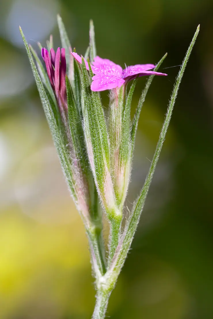 Rauhe Nelke (Dianthus armeria)