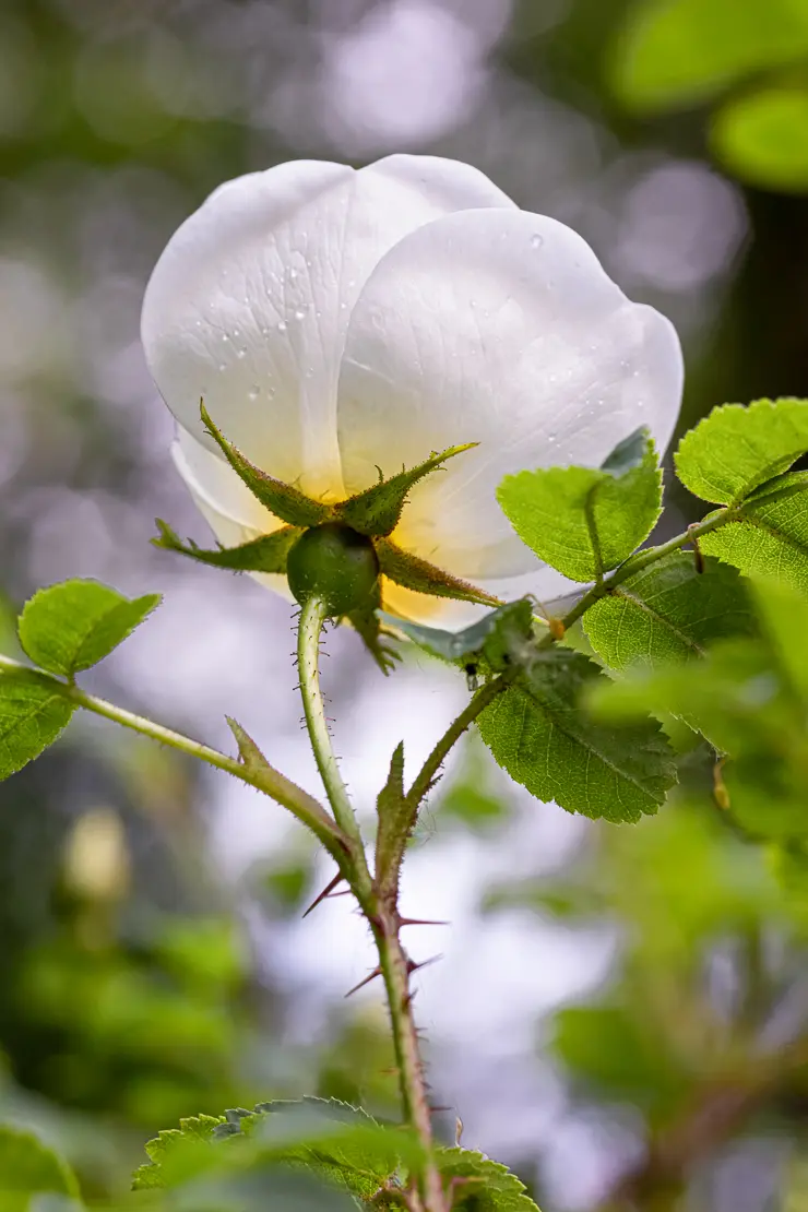 Reichstachelige Rose (Rosa spinosissima)