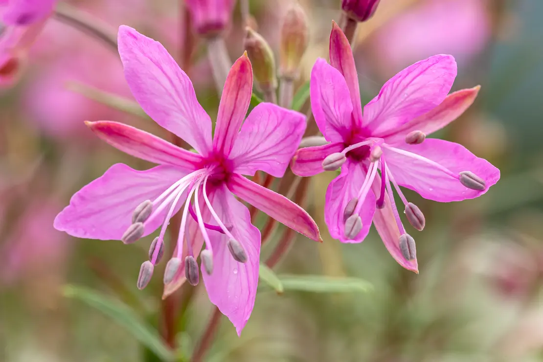 Rosmarin-Weidenröschen (Epilobium dodonaei)