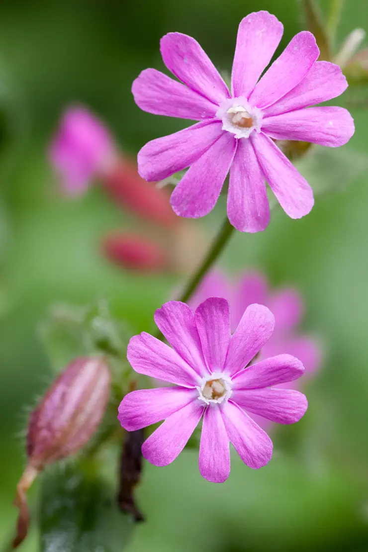 Rote Waldnelke (Silene dioica)