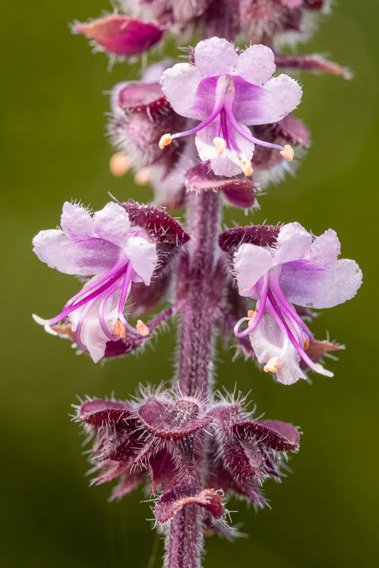 Roter Basilikum (Ocimum basilicum)