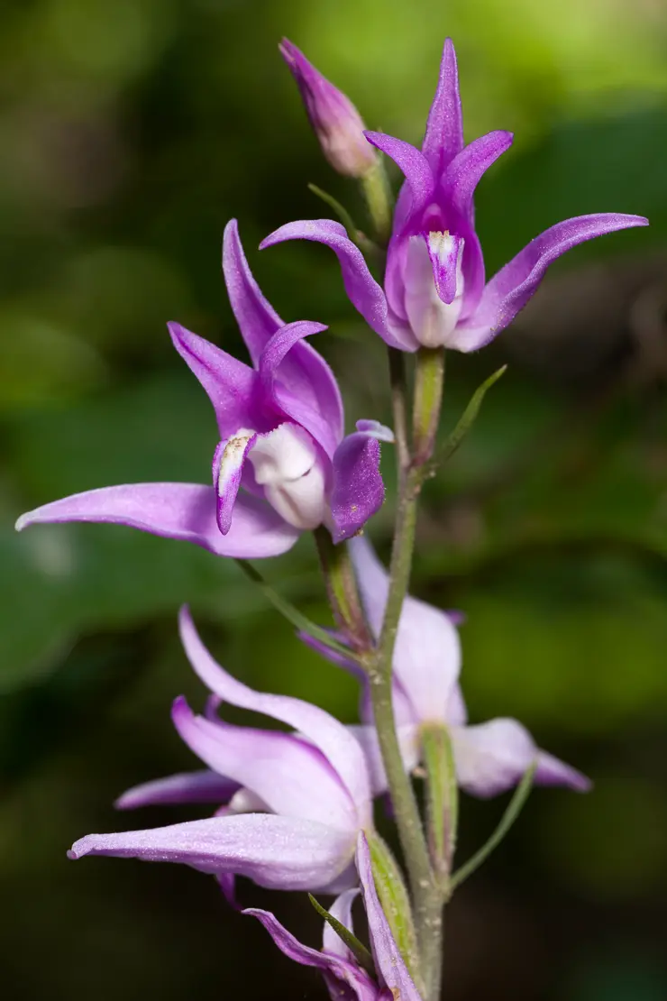 Rotes Waldvögelein (Cephalanthera rubra)