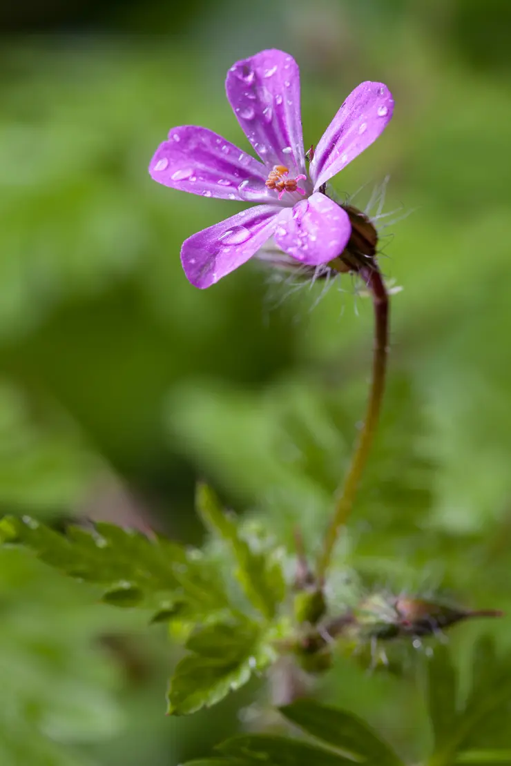 Ruprechtskraut (Geranium robertianum)