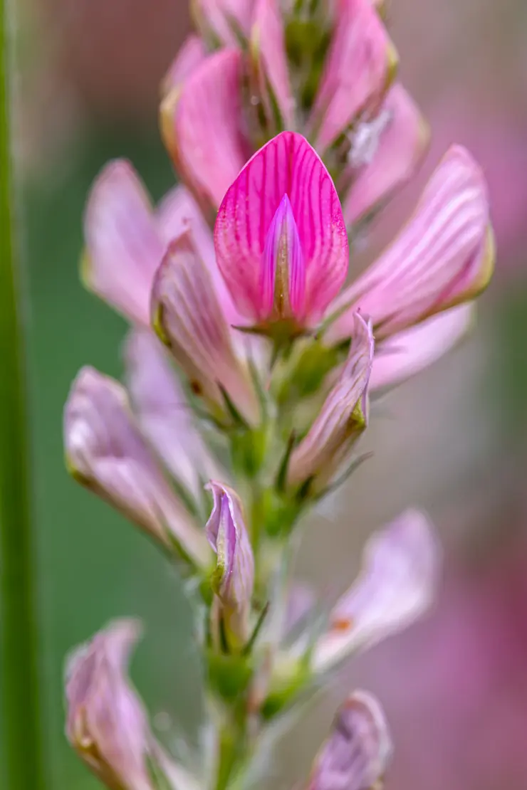 Saat-Esparsette (Onobrychis viciifolia)