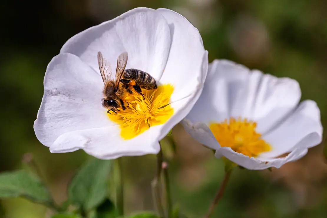 Salbeiblättrige Zistrose mit Honigbiene (Cistus salviifolius; Apis)